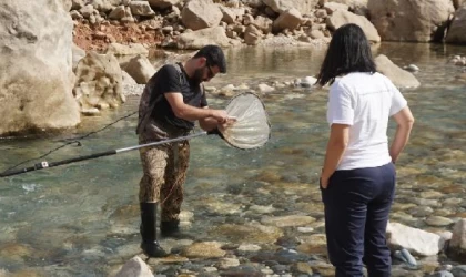 En son 11 yıl önce balıkçı tezgahında görülmüştü; leopar sazanı bulmak için Siirt’e geldiler