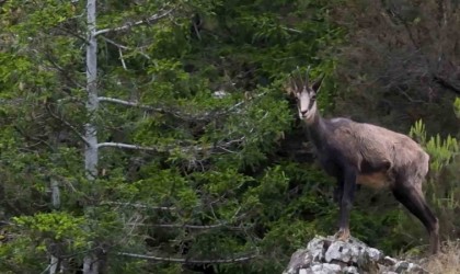 Gümüşhanede çengel boynuzlu dağ keçileri dronla görüntülendi