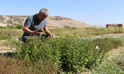 Isparta’da kurulan bahçe, mentollü nane yağında dışa bağımlılıktan kurtaracak