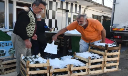 Kırklareli’de lüfer bolluğu; balıkçıların yüzü güldü