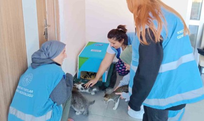 Öğrenciler kış öncesi sokak hayvanları için barınak yaptı