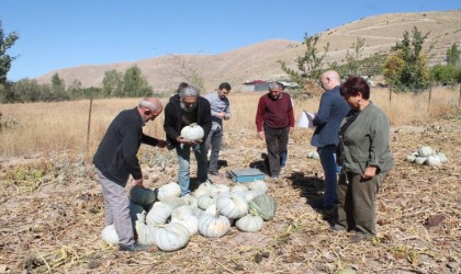 Organik Bayburt bal kabağı tarladan tezgaha tezgahtan sofraya ulaşıyor