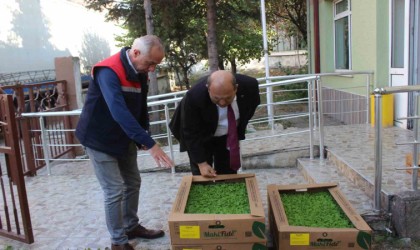 Osmanelinde 4 çiftçiye 10 bin 500 adet marul fidesi dağıtıldı