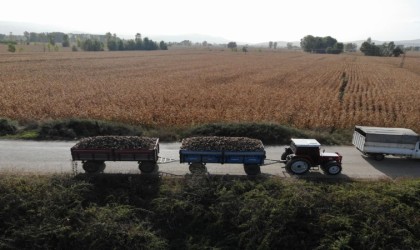 Pancar hasadı yapan çiftçilere jandarma denetimi