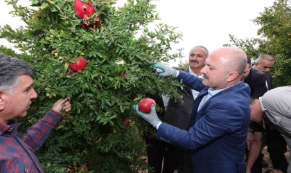 Samsatta nar hasadı başladı