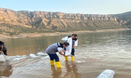 Siirtte 1,3 milyon yavru şabut balığı baraj göllerine bırakıldı