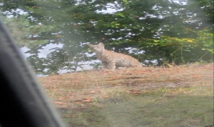 Tokat’ta, nesli tehlikede olan vaşak görüntülendi