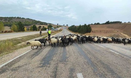 Tokatta yayladan dönen hayvanlara ekipler güvenli geçiş sağladı