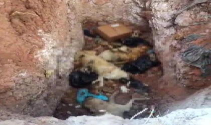 Tunceli’de köpeklerin öldürülerek çukura atıldığı iddiasına inceleme