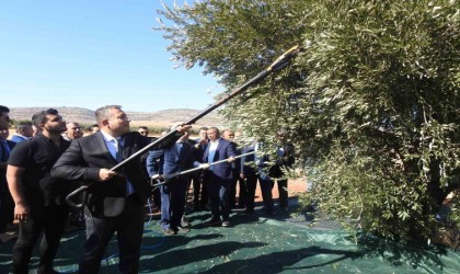 Türkiyenin en kaliteli zeytinin üretildiği Kiliste hasat başladı