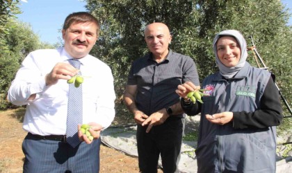 Türkiyenin en kaliteli zeytininin üretildiği Karamanda hasat başladı