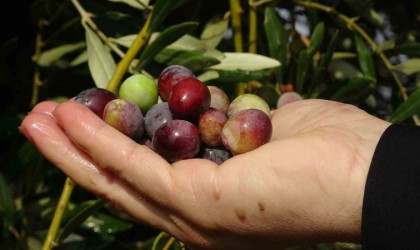 300 yıllık zeytin ağaçlarında rekolte düşük verim yüksek