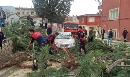 Amasya’da kuvvetli rüzgar; ağaç, otomobilin üzerine devrildi