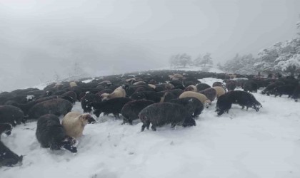 Artvinde ani bastıran kar sürü sahiplerine zor anlar yaşattı