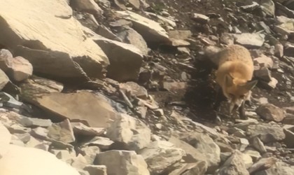 Baraj gölünde balık tutan vatandaşlar tilkiyi besledi!