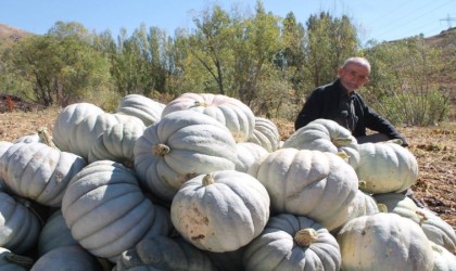 Bayburtta ata tohumuyla üretilen bal kabağı tarlada satışa sunuldu