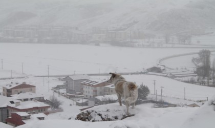 Bayburtun yüksek kesimlerinde kar yağışı etkili oldu