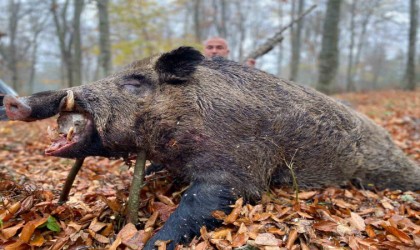 Çilek tarlalarına zarar veren 450 kiloluk domuz avlandı