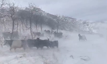 Dağlarda sürülerini otlatan besiciler kar ve fırtına nedeniyle zor anlar yaşadı