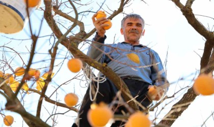 Depremin merkez üssünde çiftçilerin hurma hasadı sevinci