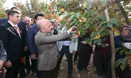 Gölbaşı ilçesinde hurma hasadı başladı