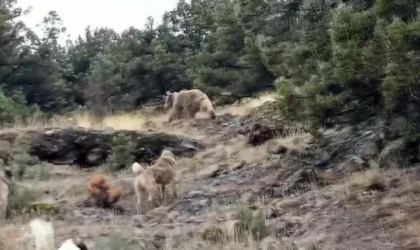 Hayvanlarını otlatırken ayılarla karşılaştı