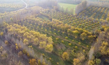 Iğdırda sonbaharın son demleri göz kamaştırdı