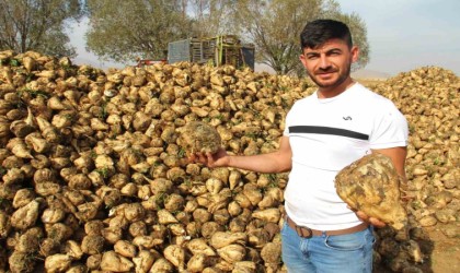 Kahramanmaraşta şeker pancarı hasadı başladı