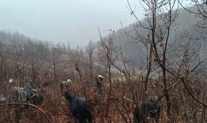 Kar ve tipiye yakalanan hayvan sürüsü güçlükle köye ulaştırıldı