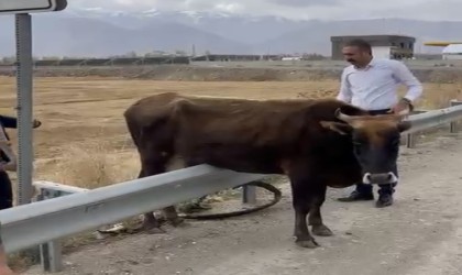 Kara yolundaki bariyerde mahsur kalan inek kurtarıldı