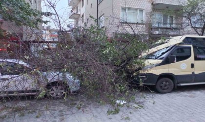 Kırklarelinde şiddetli rüzgar ağaçları devirdi