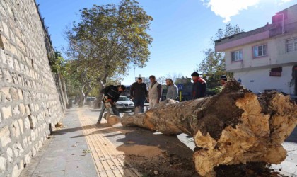 Şiddetli rüzgar ağaçları kökünden söktü, çatıları uçurdu