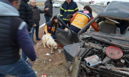 Takla atan otomobildeki köpek, sahiplerinin yanından ayrılmadı