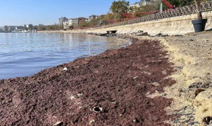 Tekirdağ’da sahil yosunla kaplandı