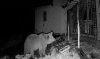 Tokat’ta bahçeye inen ayı, fotokapanla görüntülendi