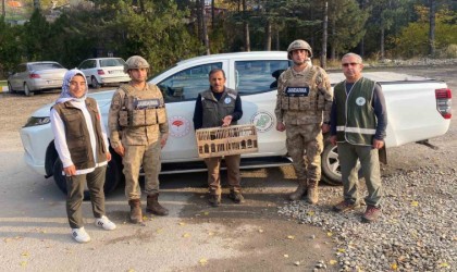 Tuncelide el konulan kınalı keklikler doğal ortamına bırakıldı