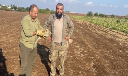 Yaralı şahin tedavi altına alındı