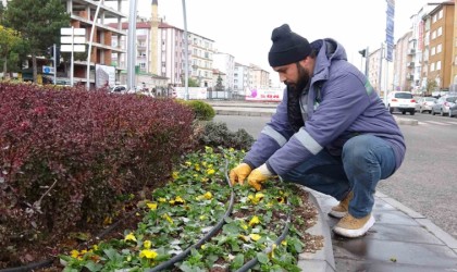 Yozgat Belediyesi 20 bin menekşeyi toprakla buluşturdu