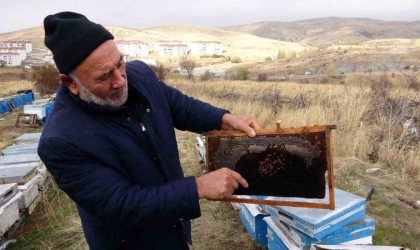 Yozgatta varroa hastalığı 15 bin kovana zarar verdi