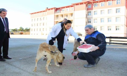 Amasyada meslek liseliler yemek artıklarını kedi ve köpek mamasına dönüştürdü