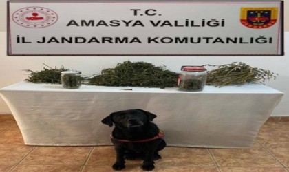 Amasyada uyuşturucu operasyonu: 2 gözaltı