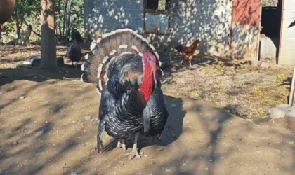 Ana yadigarı hindi yılbaşında kesilmek yerine emekli edildi