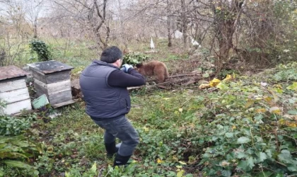 Bahçe teline takılan yavru ayı kurtarıldı