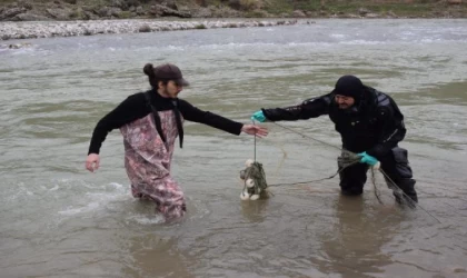 ’Batman bantlı çöpçü balığı’nın korunması için çaylarda temizlik