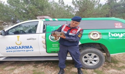 Baykuş ve çakır cinsi yaralı kuşlar tedavi edildi