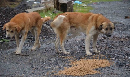 Beytüşşebaptaki sokak köpekleri yalnız bırakılmadı