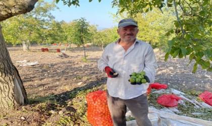 Bilecikte ceviz bereketi