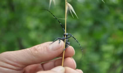 Fındıkta ‘drakula’ böceği popülasyonunda azalma