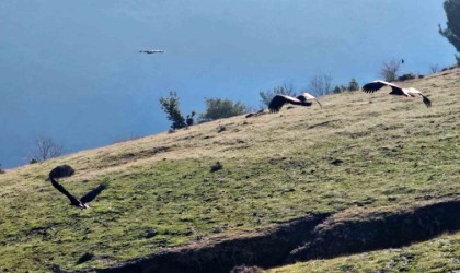 Kahramanmaraşta nesli tükenmekte olan akbabalar görüntülendi