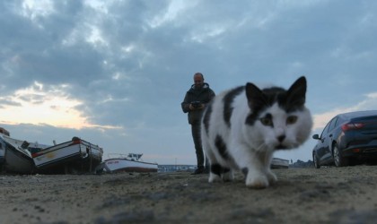 Kedinin dronla oyunu, defalarca pati attı